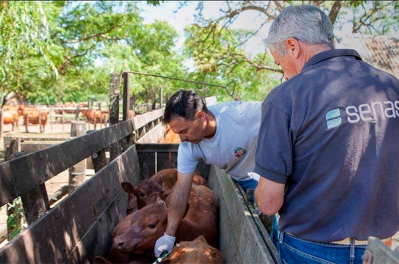 Se inicia la segunda campaña anual de vacunación contra la fiebre aftosa